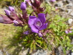 Gentianella campestris