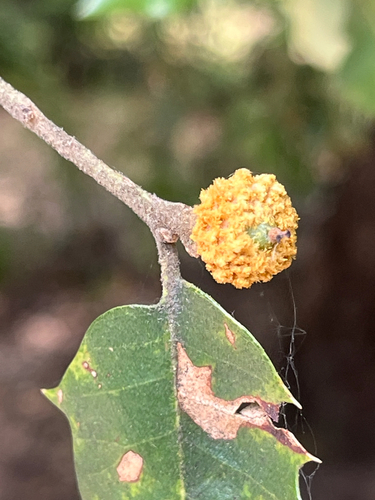 iNaturalist observation photo of Heteroecus