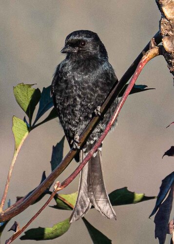 Fork-tailed Drongo