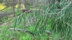 Agonis flexuosa