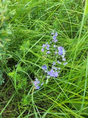 Veronica austriaca, photograph (c) Dmitriy Bochkov, some rights reserved (CC BY)