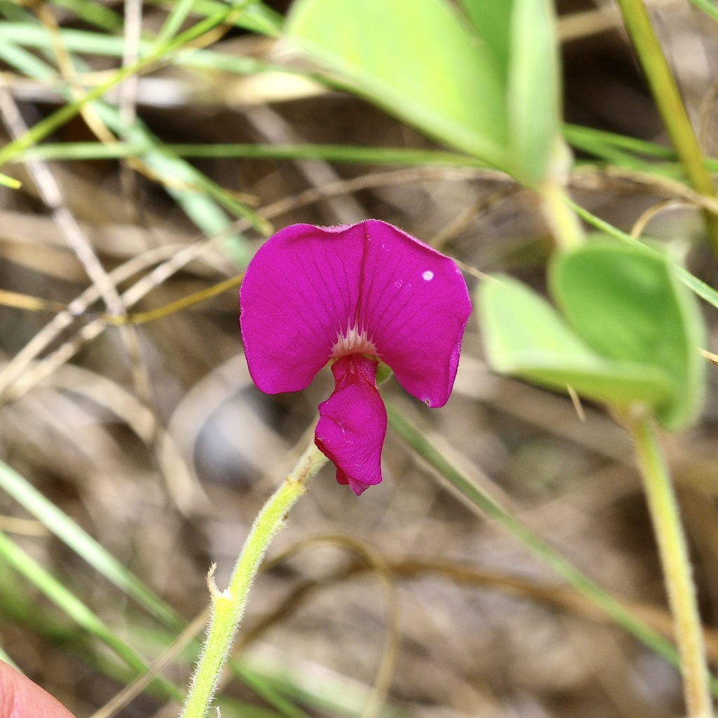 Tephrosia lindheimeri; photograph (c) Michelle W. (鍾偉瑋), some rights reserved (CC BY)