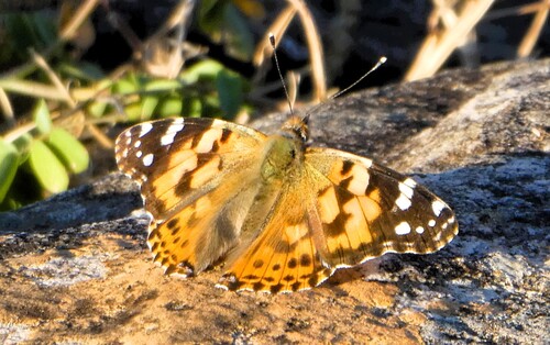 Painted Lady