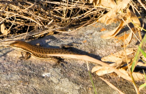 Variable Skink