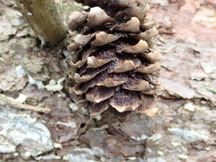 Pucciniastrum areolatum