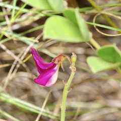 Tephrosia lindheimeri, photograph (c) Michelle W. （鍾偉瑋）, some rights reserved (CC BY)