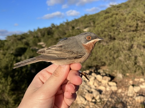Eastern Subalpine Warbler, Γαύδος, Γαύδος, Κρήτη, GR, photo 10 of 10