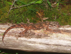 Mokopirirakau granulatus