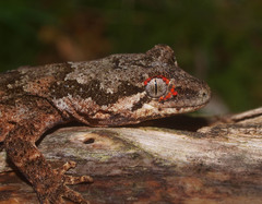 Mokopirirakau granulatus