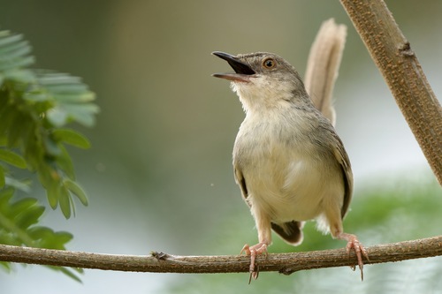 Prinia polychroa, 2026-07-07