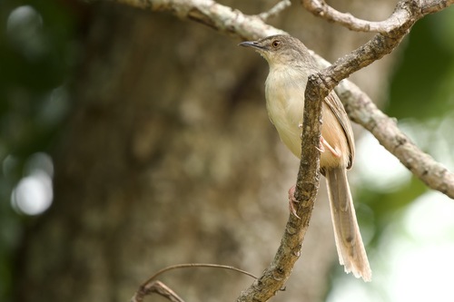 Prinia polychroa, 2026-07-07