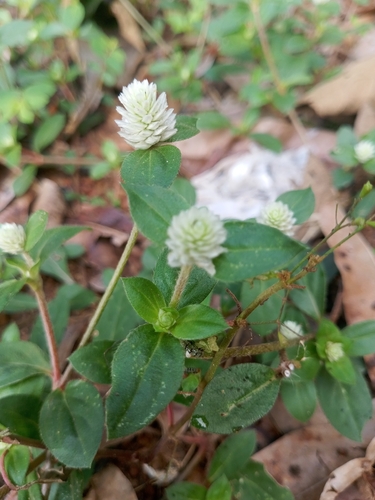 prostrate globe-amaranth