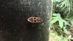 Physopelta quadriguttata