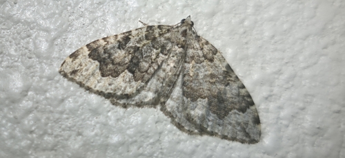 iNaturalist observation photo of Black-banded Carpet