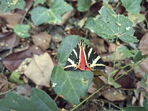 Jersey Tiger
