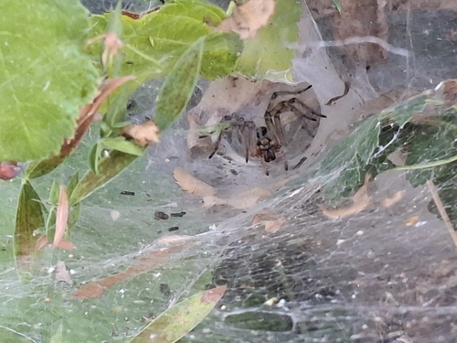 Labyrinth spider
