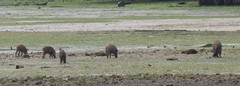 Sus scrofa vittatus