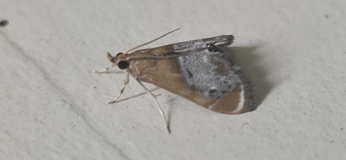 iNaturalist observation photo of Sooty-winged Chalcoela Moth