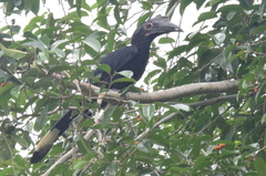 Anthracoceros malayanus