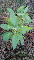 Senecio hypoleucus, photograph (c) herbie-hancock, some rights reserved (CC BY)