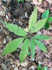 Cardamine enneaphyllos, photograph (c) Andre Hosper, some rights reserved (CC BY)