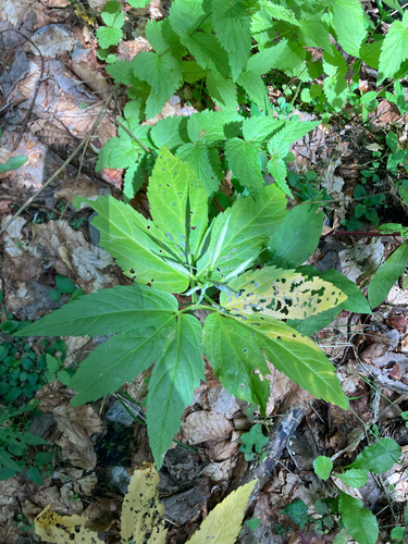 Cardamine enneaphyllos, photograph 4