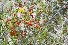 Schaefferia cuneifolia