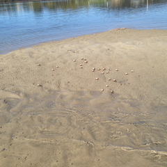 Mictyris longicarpus