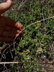 Blepharis integrifolia