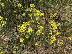 Erysimum crepidifolium