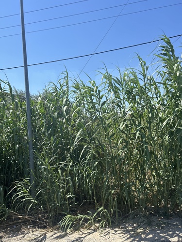 giant reed