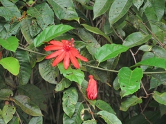 Passiflora quadriglandulosa