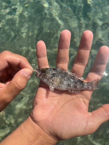 European Parrotfish