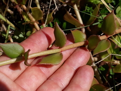 Crassula sarmentosa