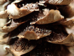 Pucciniastrum areolatum