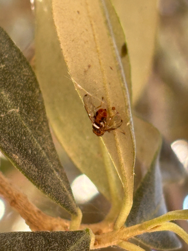 olive fruit fly