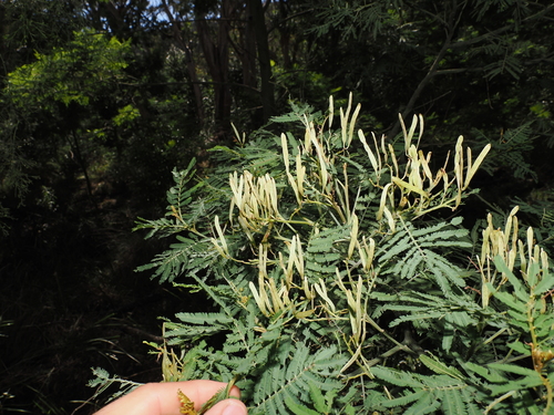 Acacia irrorata, photograph 5