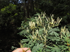 Acacia irrorata, photograph (c) Lucas Christofides, some rights reserved (CC BY)