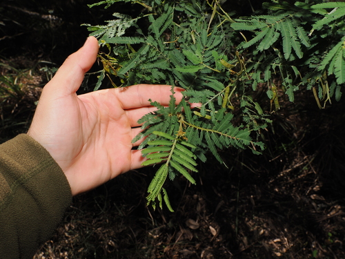 Acacia irrorata, photograph 6