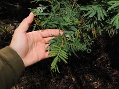 Acacia irrorata, photograph (c) Lucas Christofides, some rights reserved (CC BY)