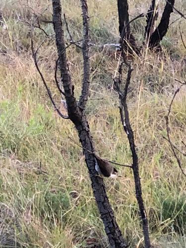 Varied Sittella