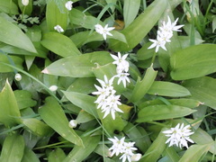Allium ursinum