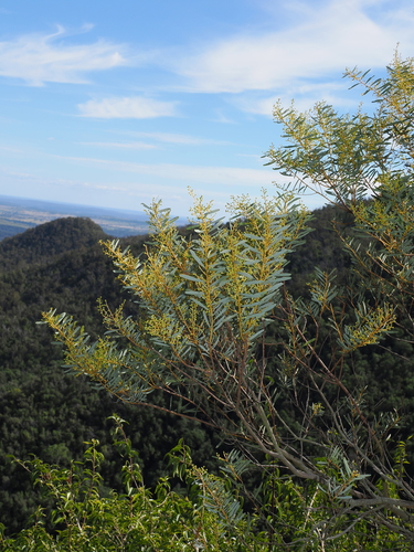 Acacia decora, photograph 1