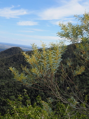 (c) Lucas Christofides, some rights reserved (CC BY) Acacia decora, photograph (c) Lucas Christofides, some rights reserved (CC BY)