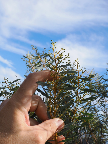 Acacia decora, photograph 2