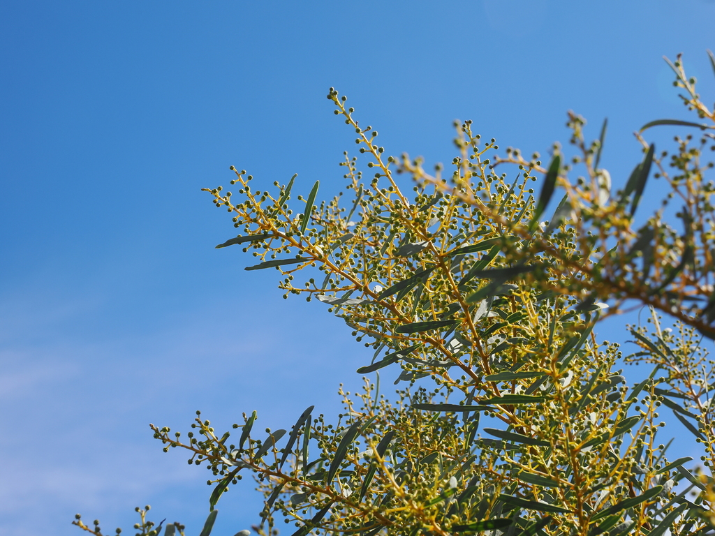 Acacia decora; photograph (c) Lucas Christofides, some rights reserved (CC BY)