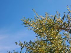 Acacia decora