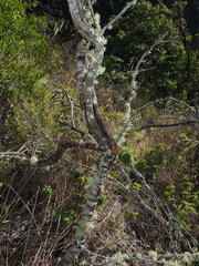 (c) Lucas Christofides, some rights reserved (CC BY) Acacia decora, photograph (c) Lucas Christofides, some rights reserved (CC BY)