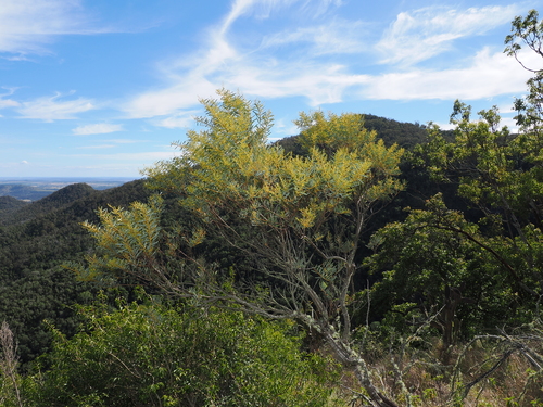 Acacia decora, photograph 4