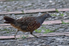 Bambusicola sonorivox